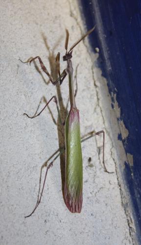 Réf. 242 929 : Empusa pennata